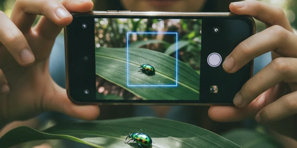 Persona usando el móvil para descubrir qué insecto es este mediante una foto